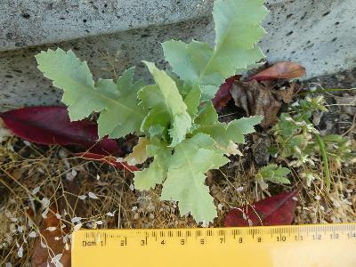 Papaver somniferum (2)