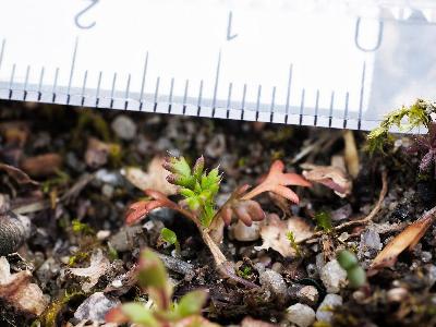 Roemeria argemone (2)