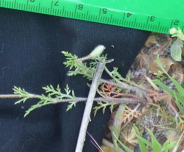 Roemeria hybrida (1)