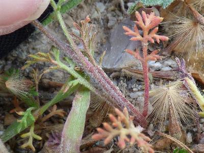Roemeria hybrida (2)