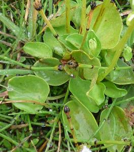 Parnassia palustris (1)