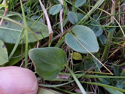 Parnassia palustris (2)