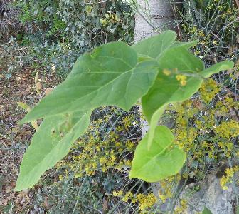 Paulownia tormentosa (2)