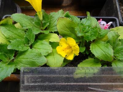 Erythranthe peregrina