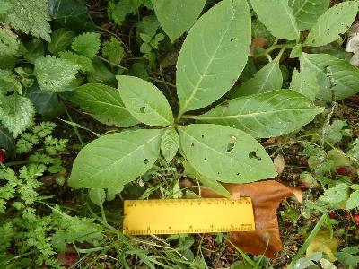 Phytolacca americana (1)