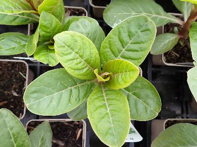 Phytolacca americana (2)