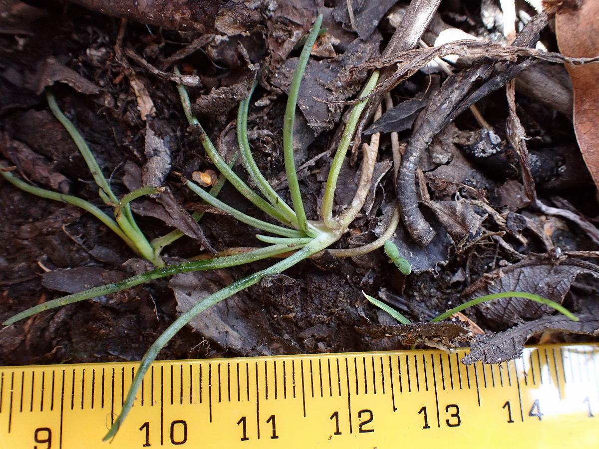 Littorella uniflora (1) -  select me for a larger image