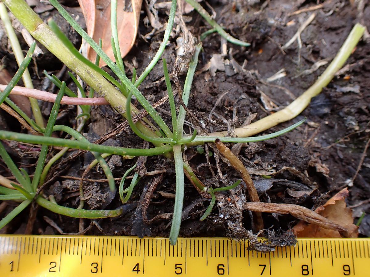 Littorella uniflora (2) -  select me for a larger image