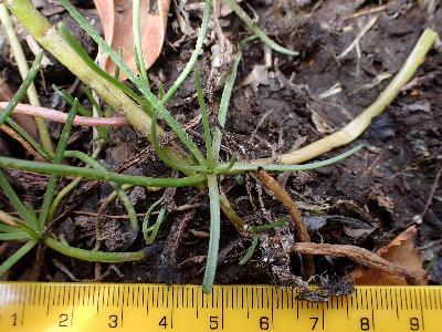 Littorella uniflora (2)