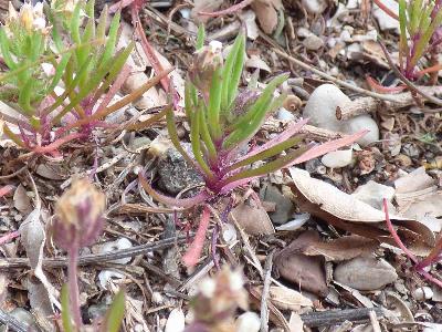 Plantago afra (1)