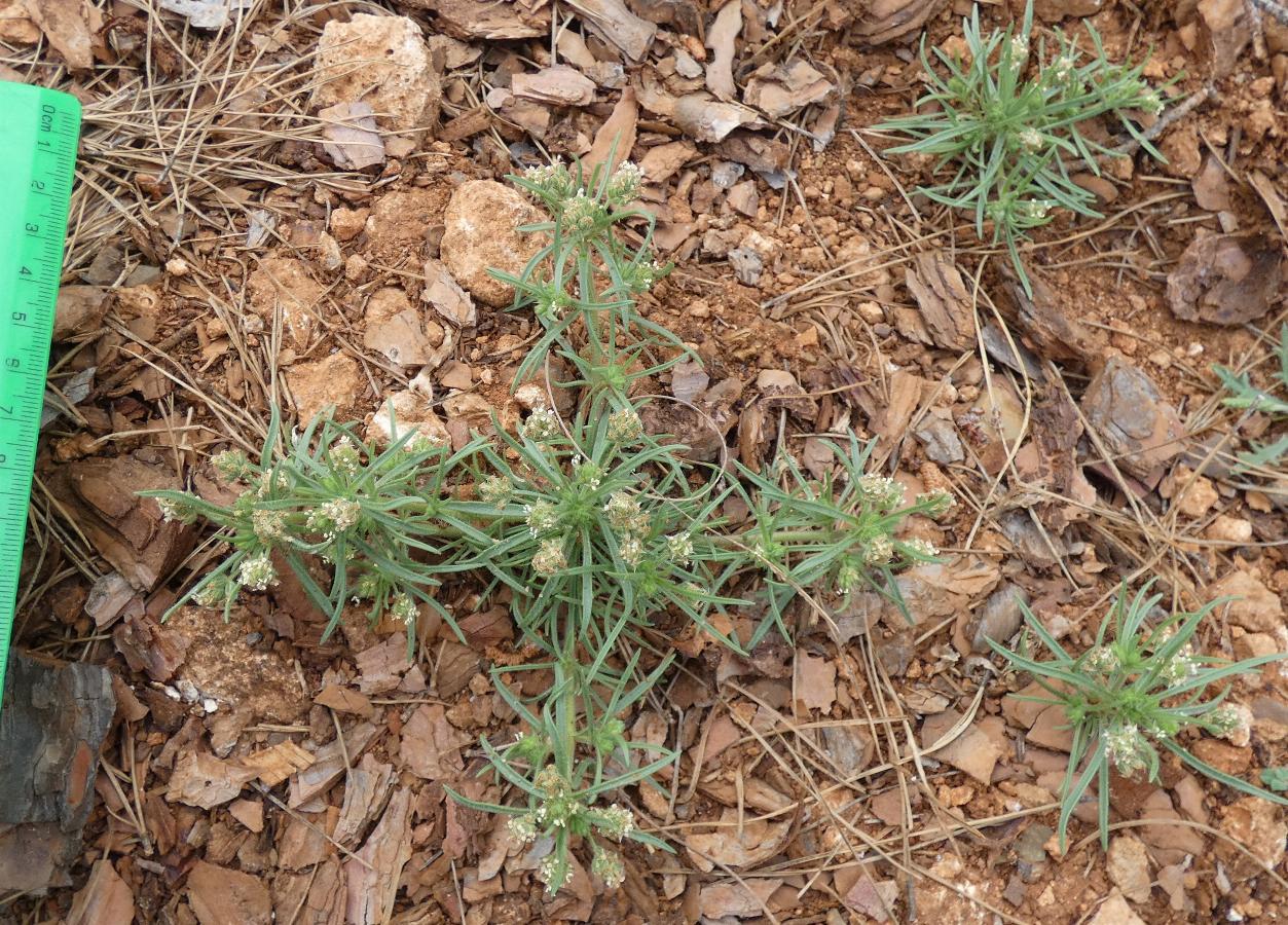 Plantago afra (2) -  select me for a larger image