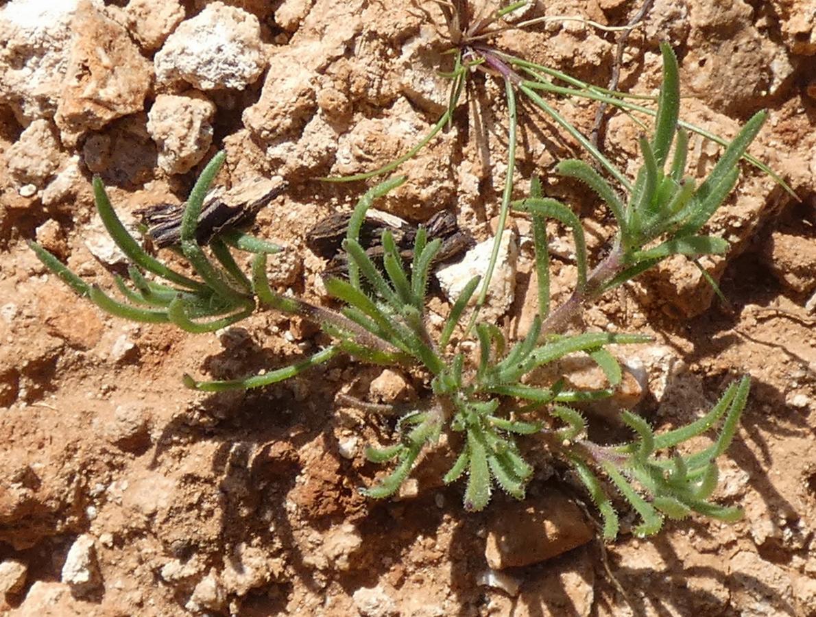 Plantago afra (3) -  select me for a larger image