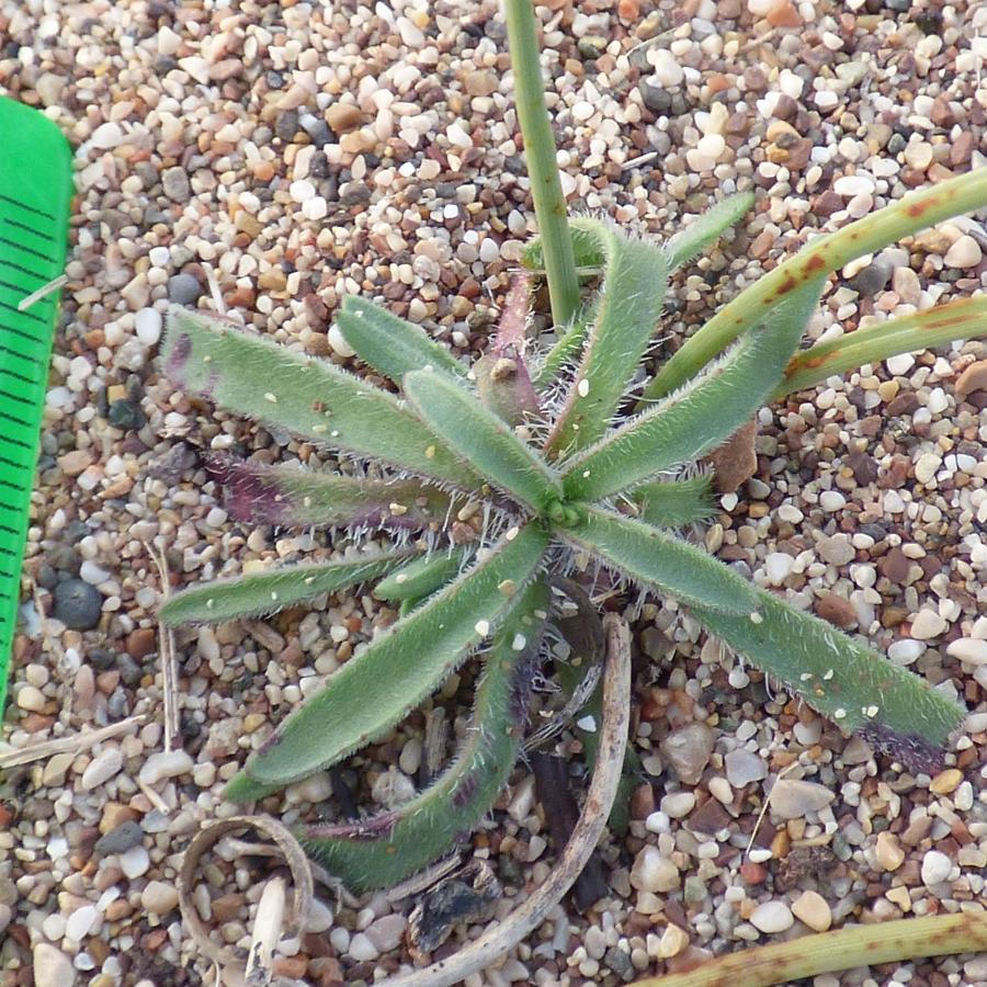 Plantago arenaria (1) -  select me for a larger image