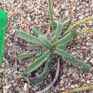 Plantago arenaria (1)