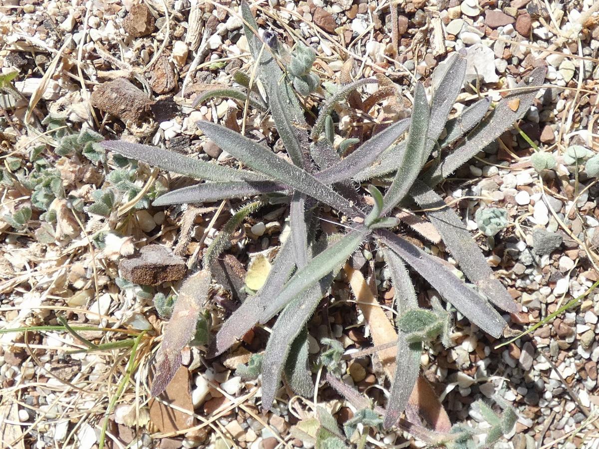 Plantago arenaria (2) -  select me for a larger image