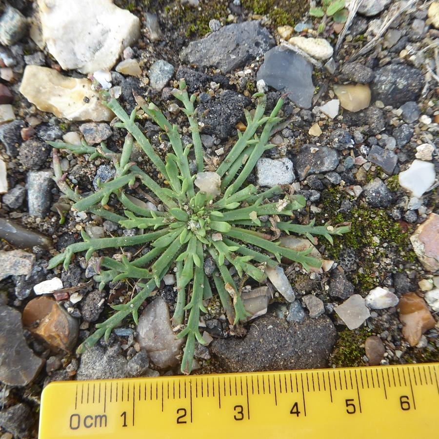 Plantago coronopus (1) -  select me for a larger image