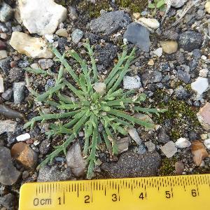 Plantago coronopus (1)