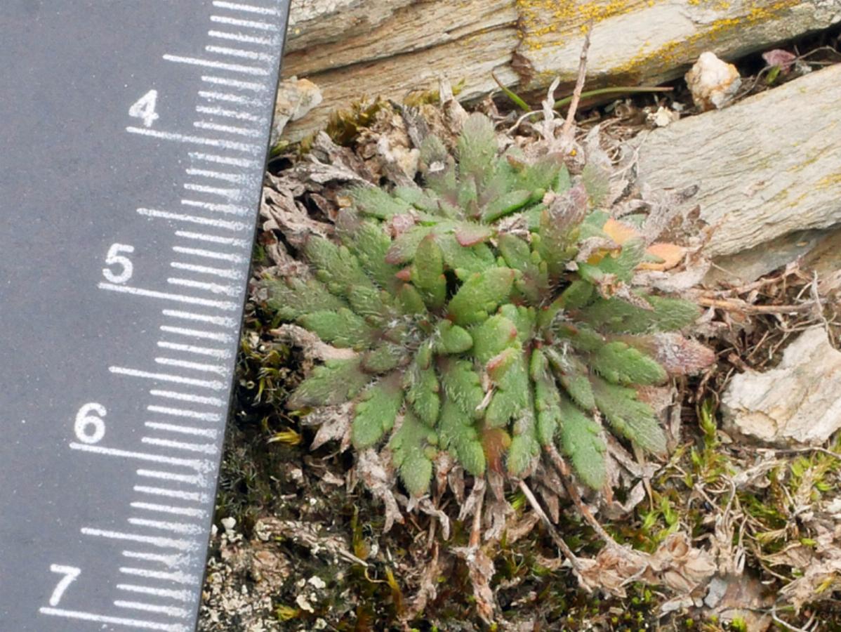 Plantago coronopus (2) -  select me for a larger image