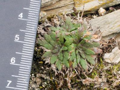 Plantago coronopus (2)