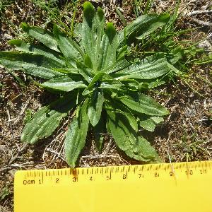 Plantago lanceolata