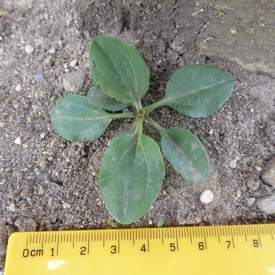 Plantago major ssp major -  select me for a larger image