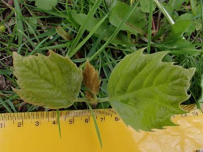 Platanus x hispanica