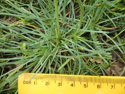 Armeria maritima ssp elongata