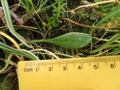 Limonium binervosum agg