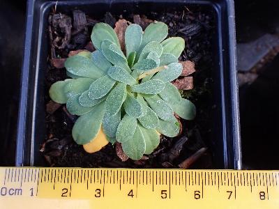 Limonium britannicum