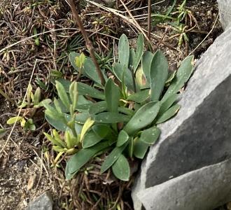 Limonium transwallianum
