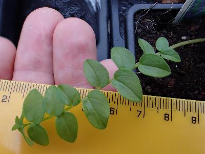 Polemonium caeruleum (1)