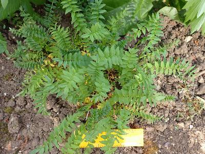 Polemonium caeruleum (2)