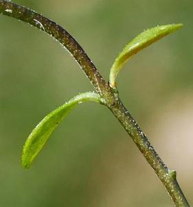 Polygala serpyllifolia (1)