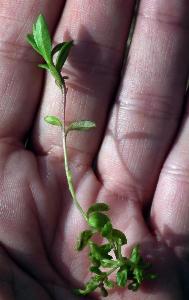 Polygala serpyllifolia (2)