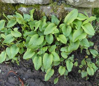 Bistorta officinalis
