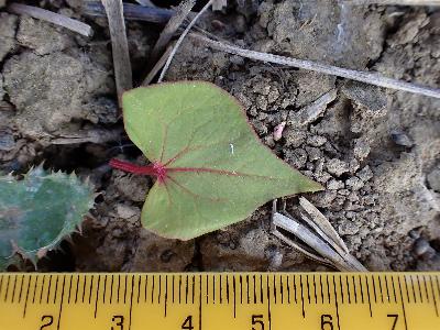 Fagopyrum esculentum