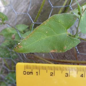 Fallopia convolvulus