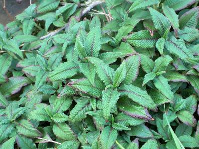 Koenigia campanulata