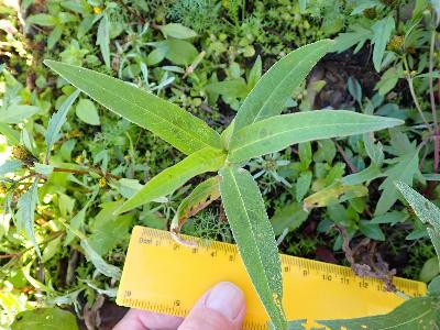 Persicaria amphibia land