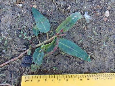 Persicaria amphibia water