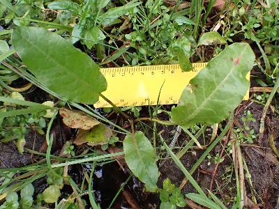 Persicaria hydropiper (1)