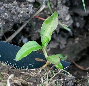 Persicaria hydropiper (2)