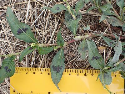 Persicaria lapathifolia