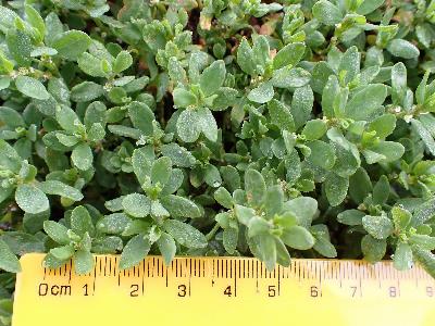 Polygonum arenastrum