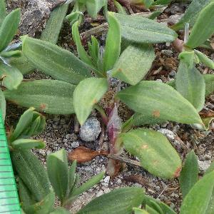 Polygonum cognatum (1)