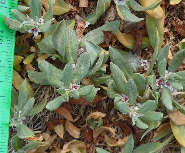 Polygonum cognatum (2)