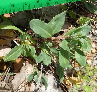 Polygonum cognatum (3)