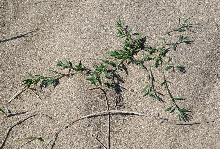Polygonum oxyspermum