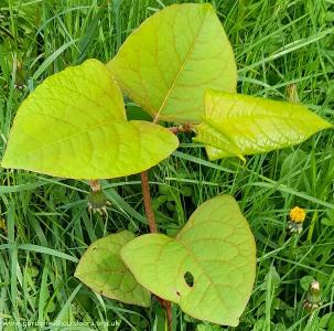 Reynoutria japonica (1)