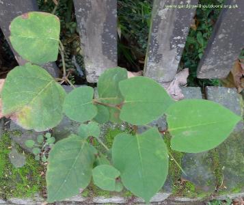 Reynoutria japonica (2)